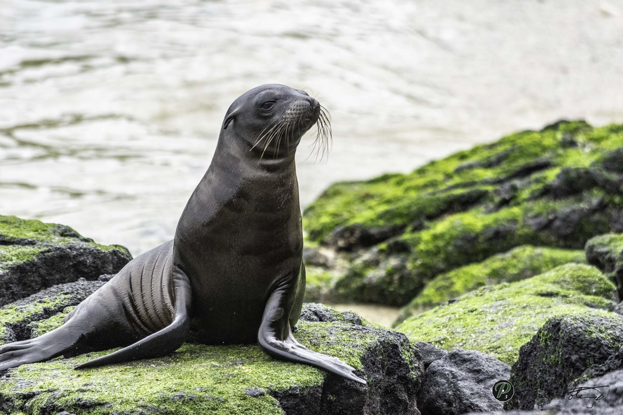  Fresh out of the water 