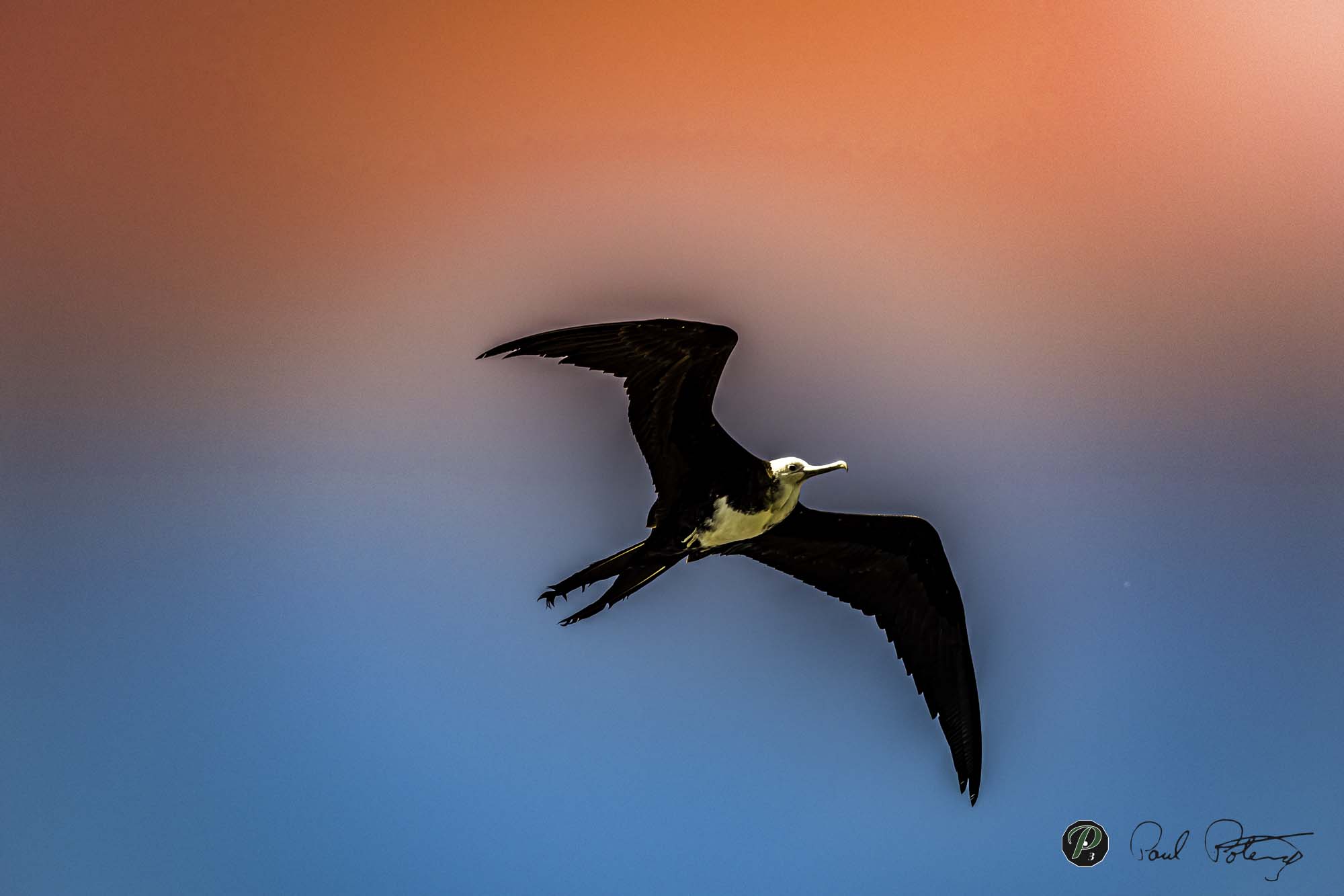  Frigate Bird 