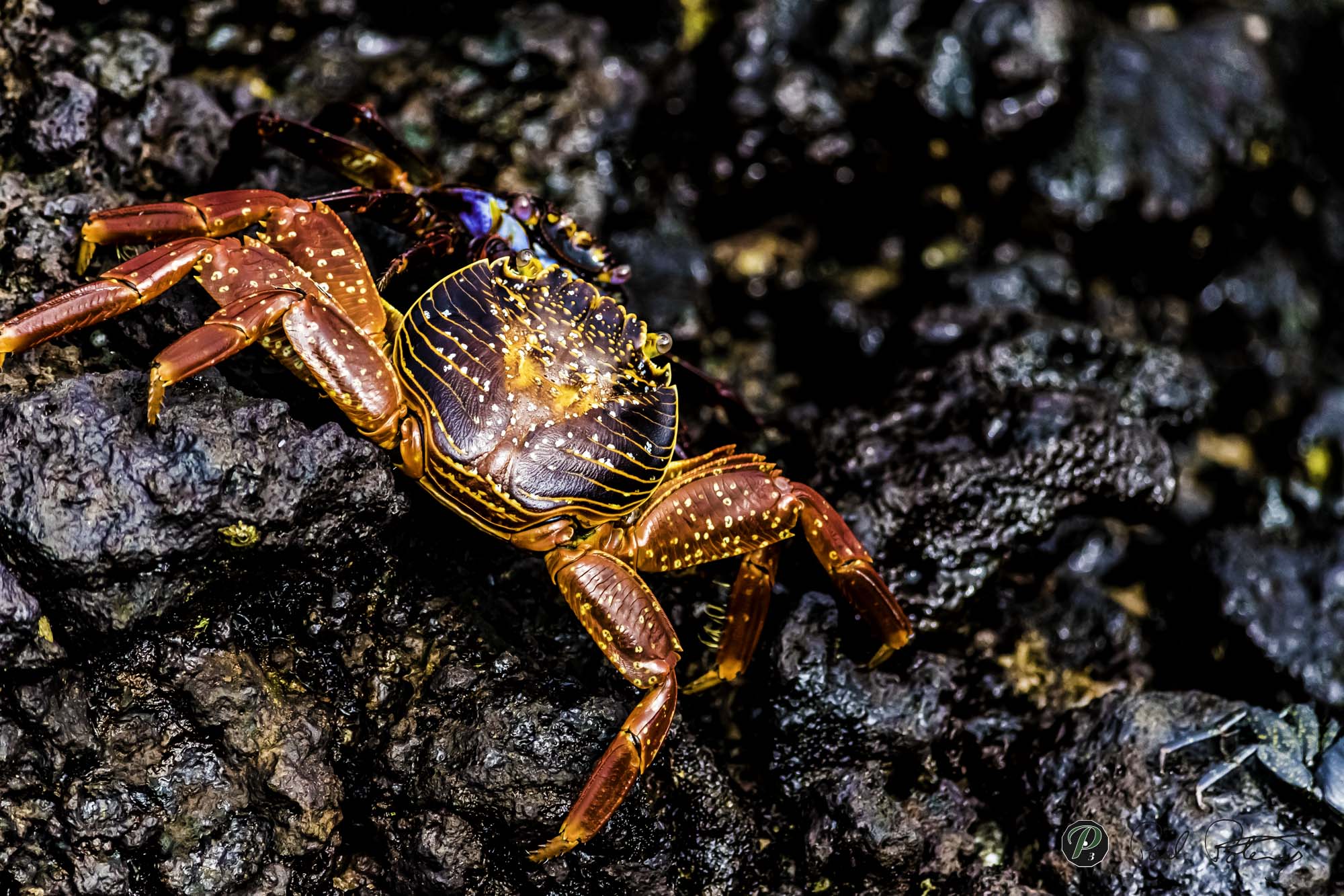  Colourful Crab 
