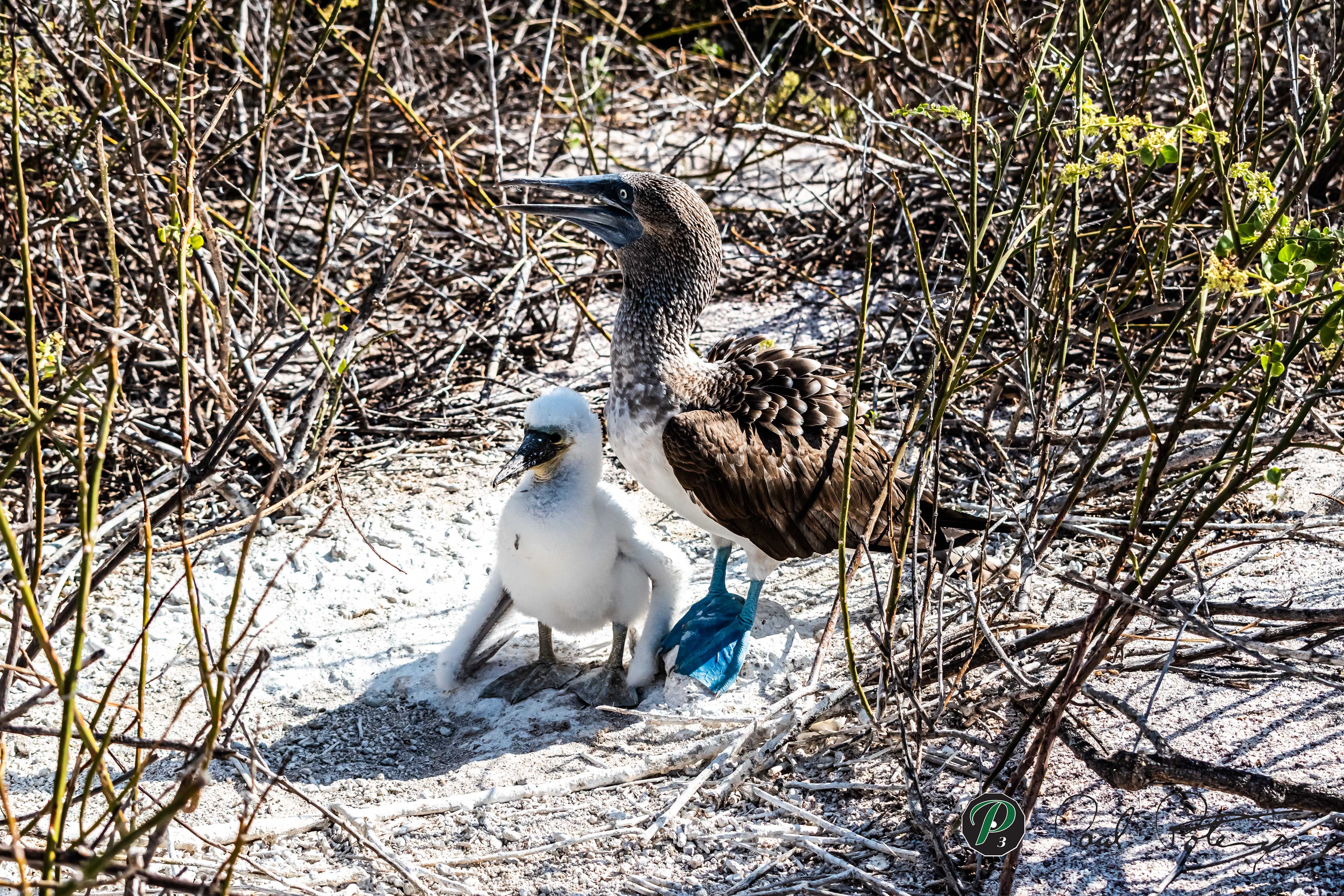  Blue Footed Boobie & Chick 