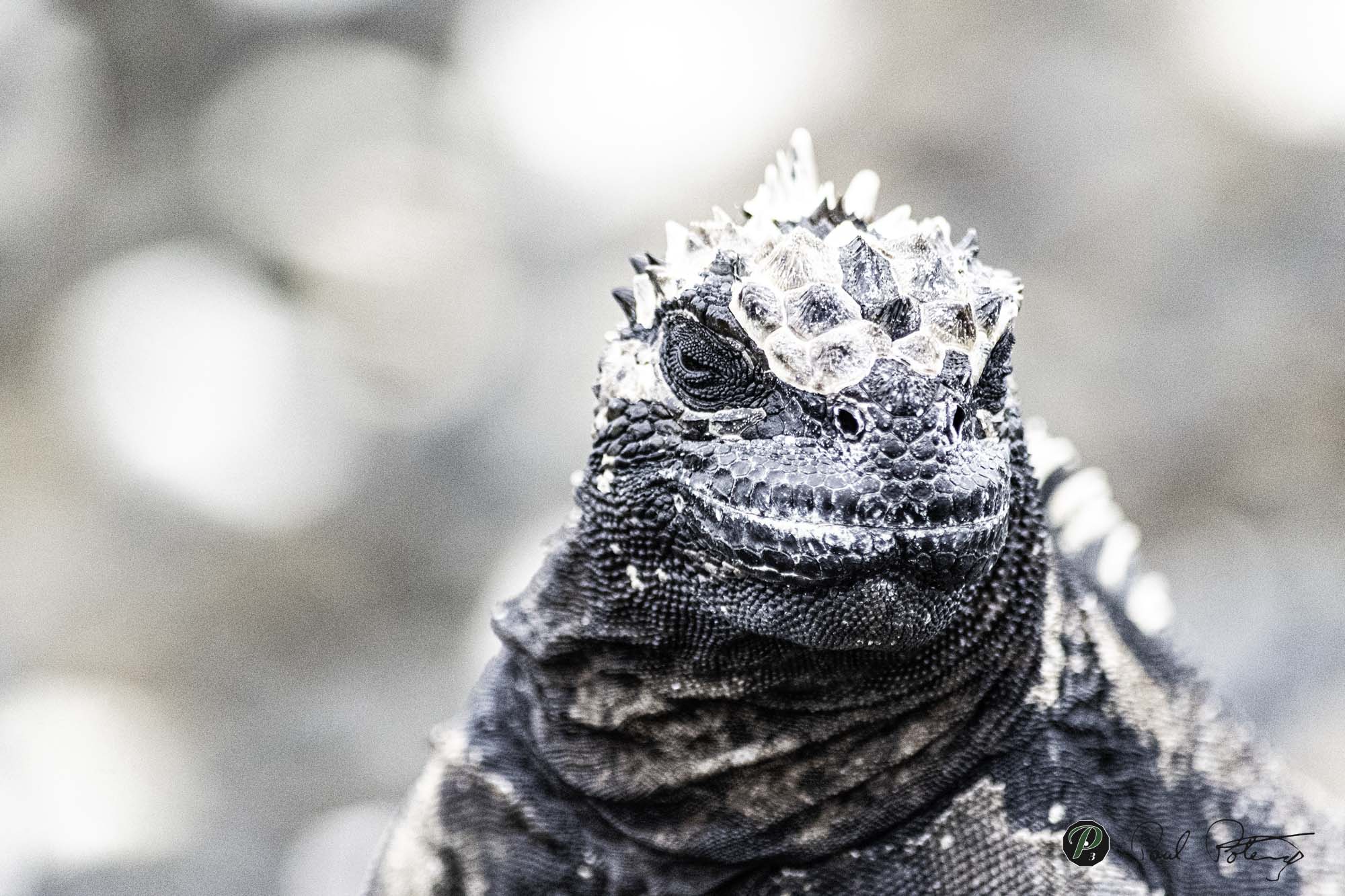  Ugly? - Or - Beauty? 