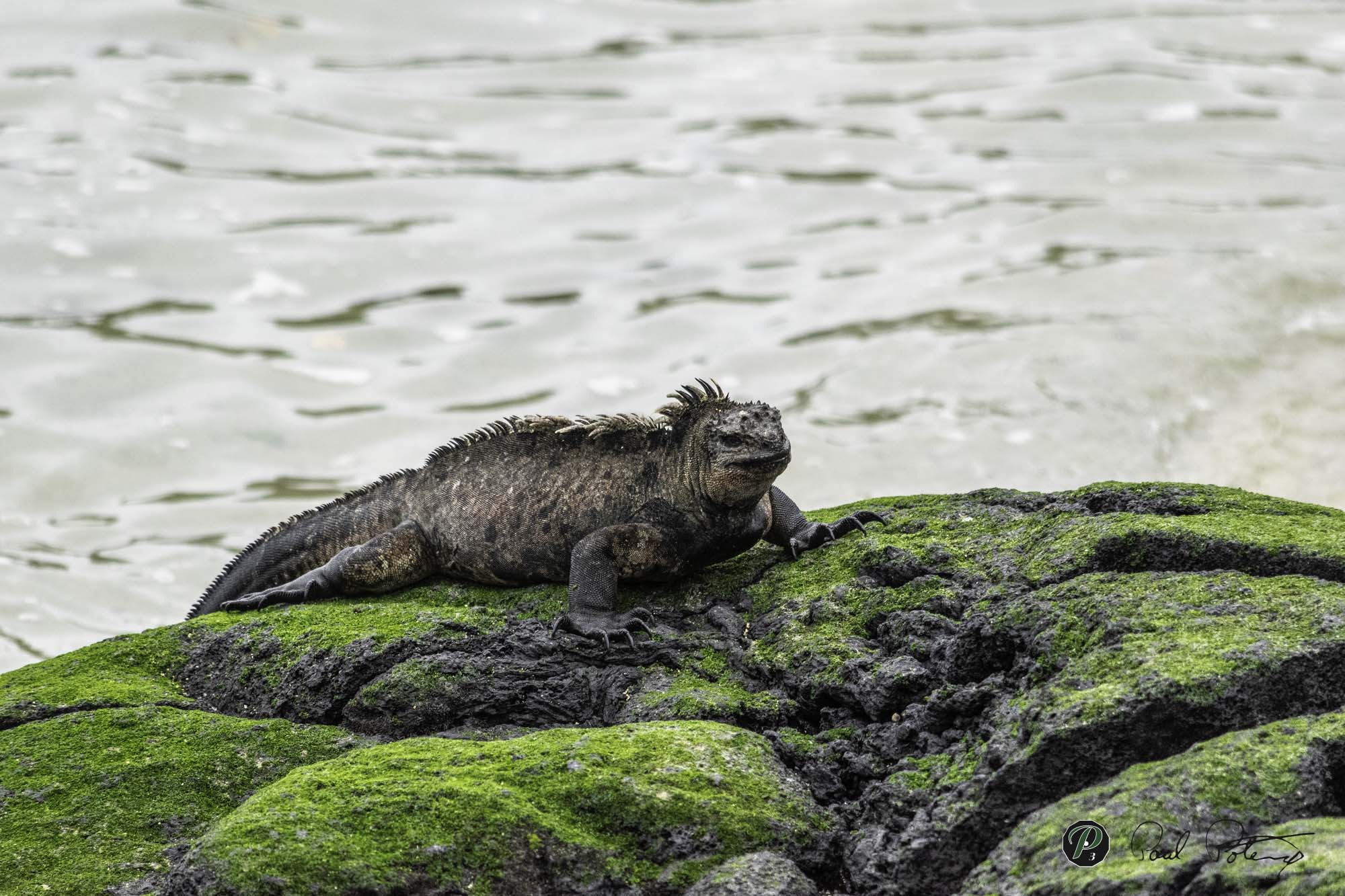  Galapagos Marine Iguana 