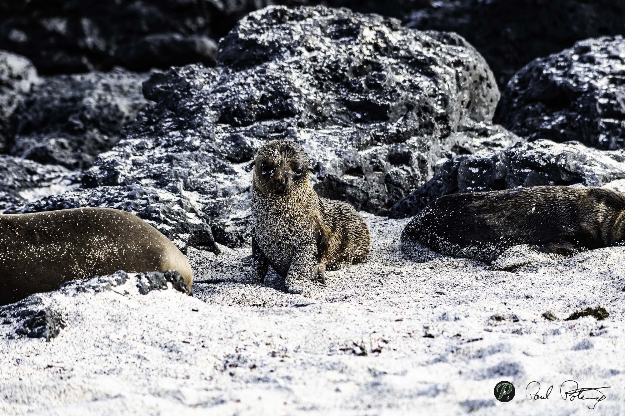 Sandy Sea Lion Pup 