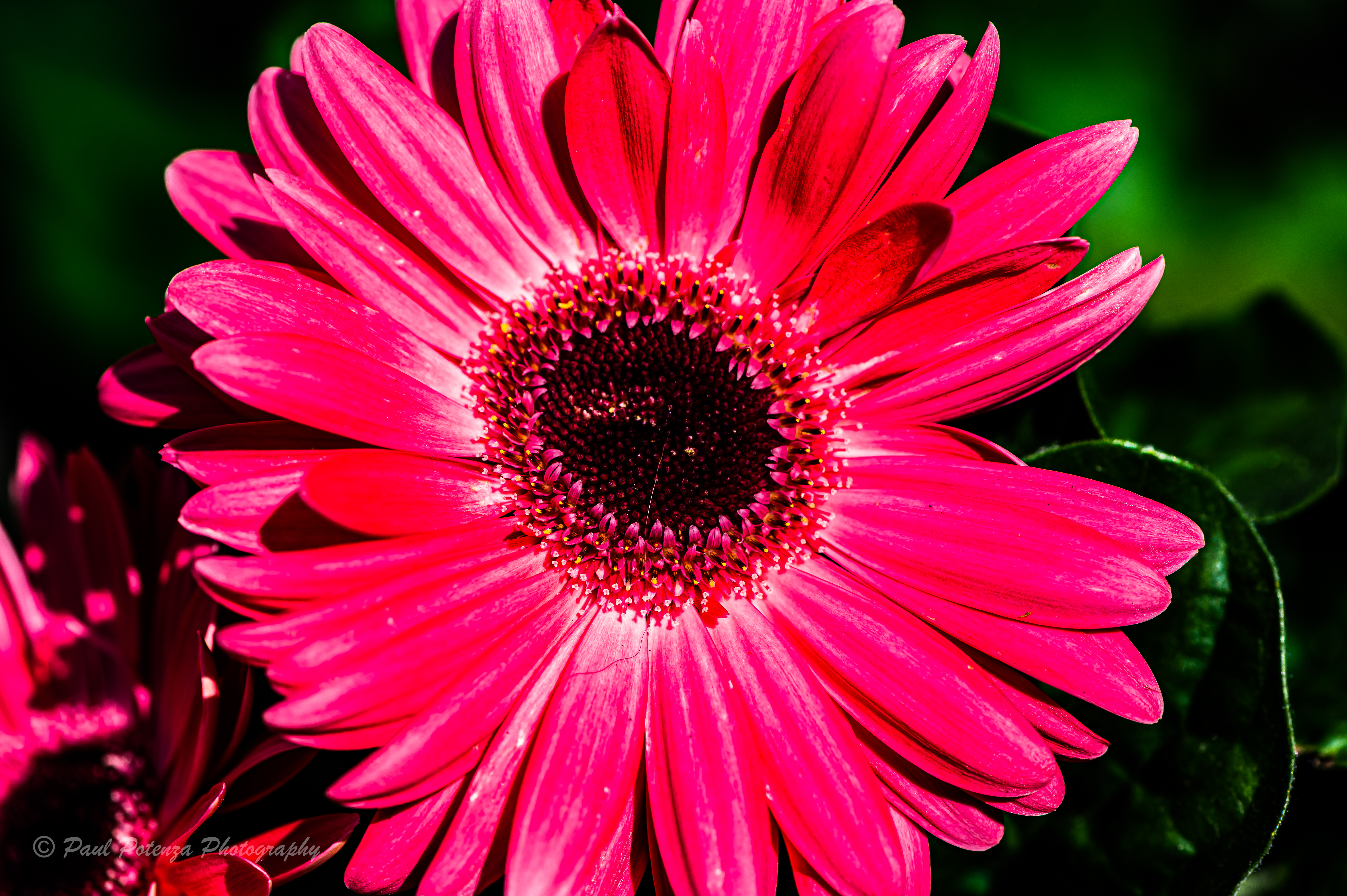  Gerbera 
