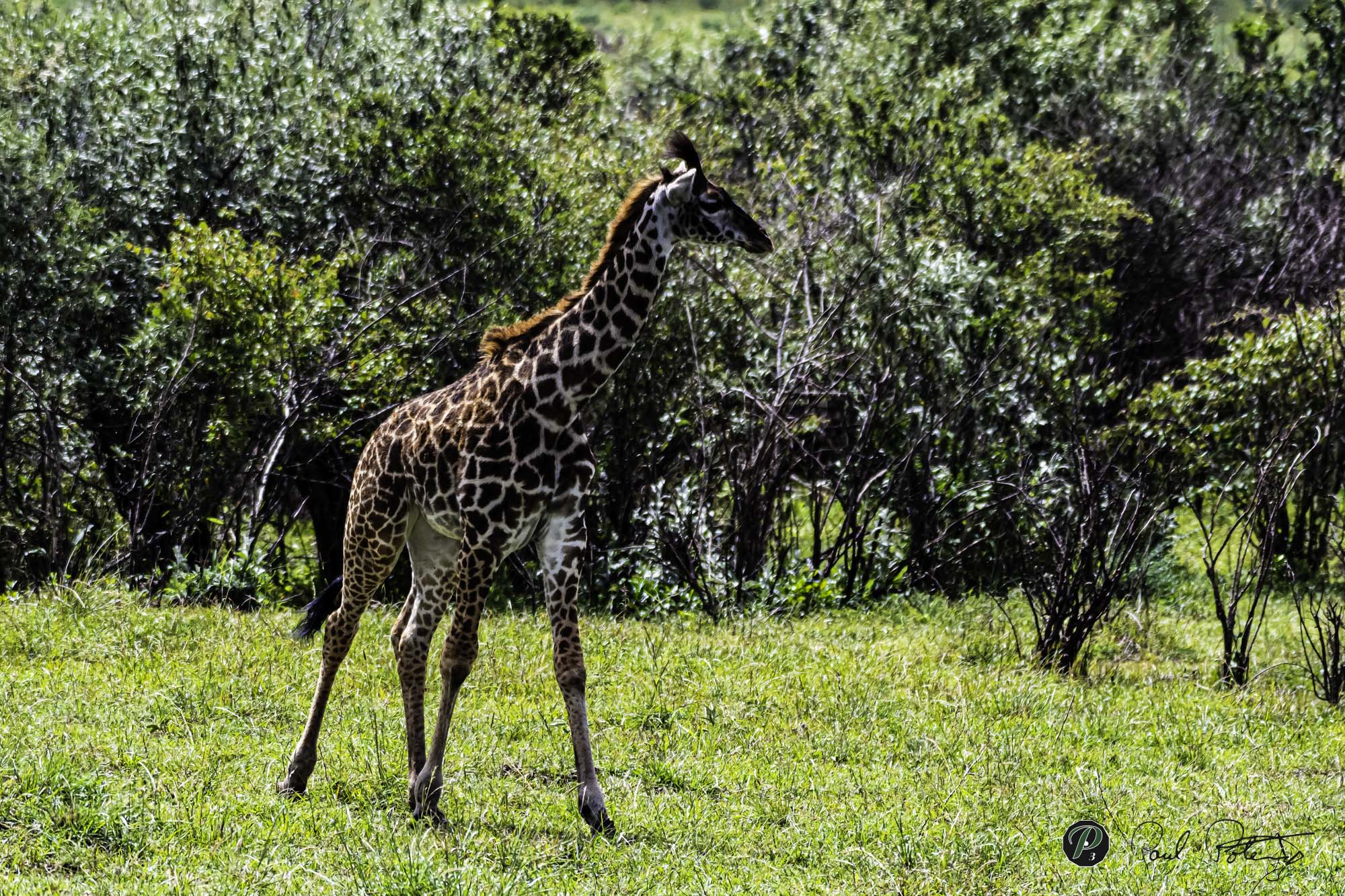  Giraffe surveying his surroundings 