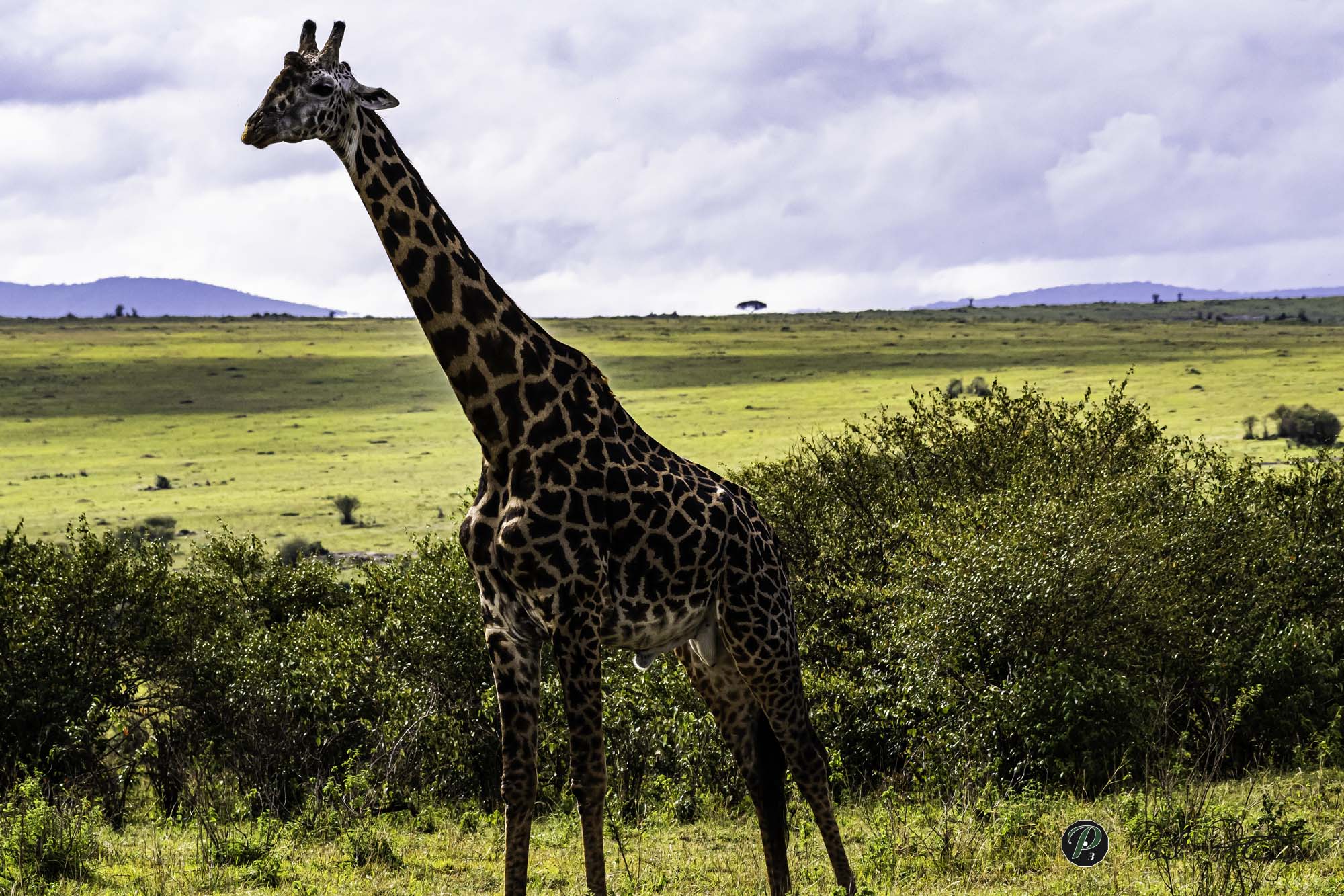  Masai Giraffe on the plains 