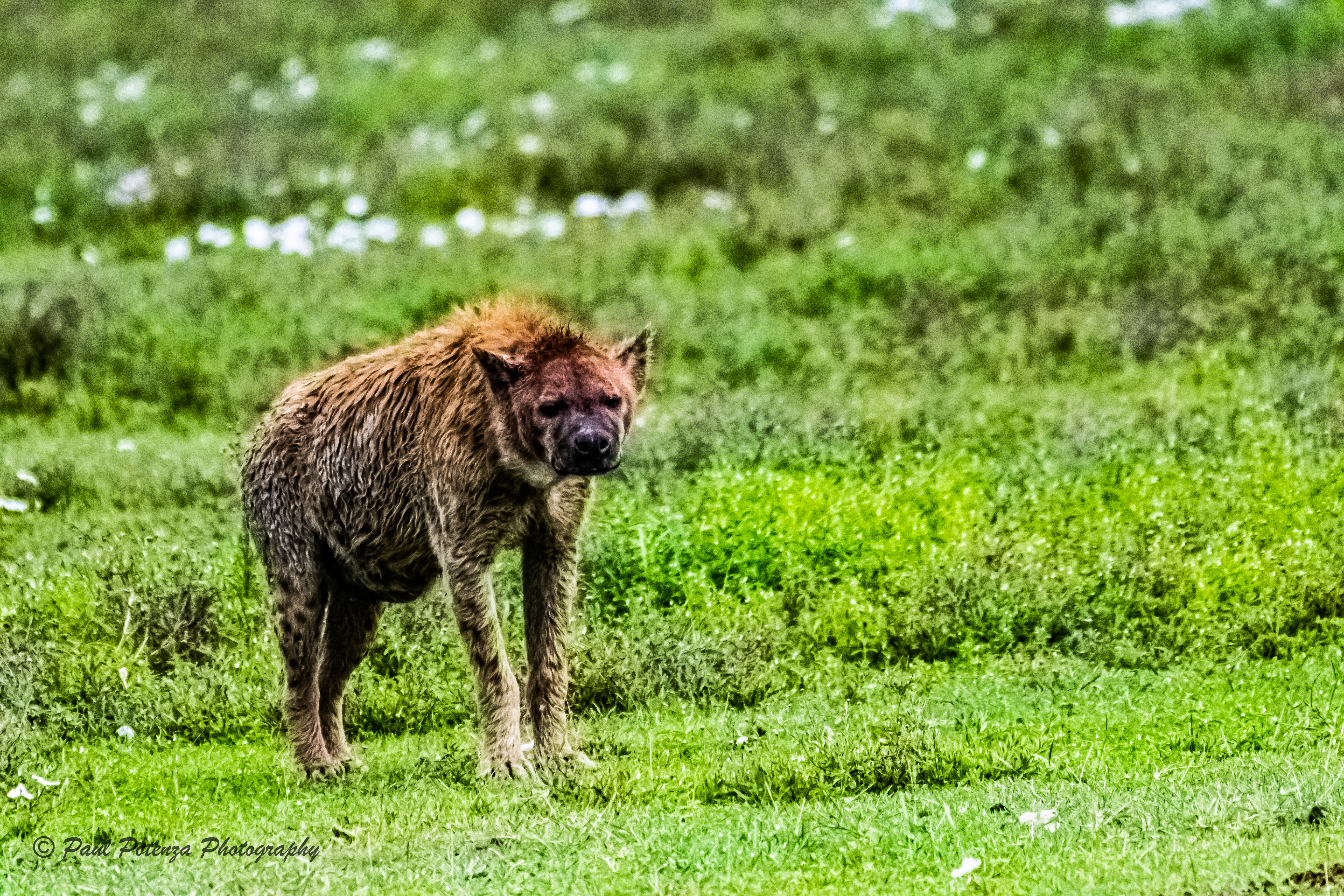  Not Laughing Hyena 
