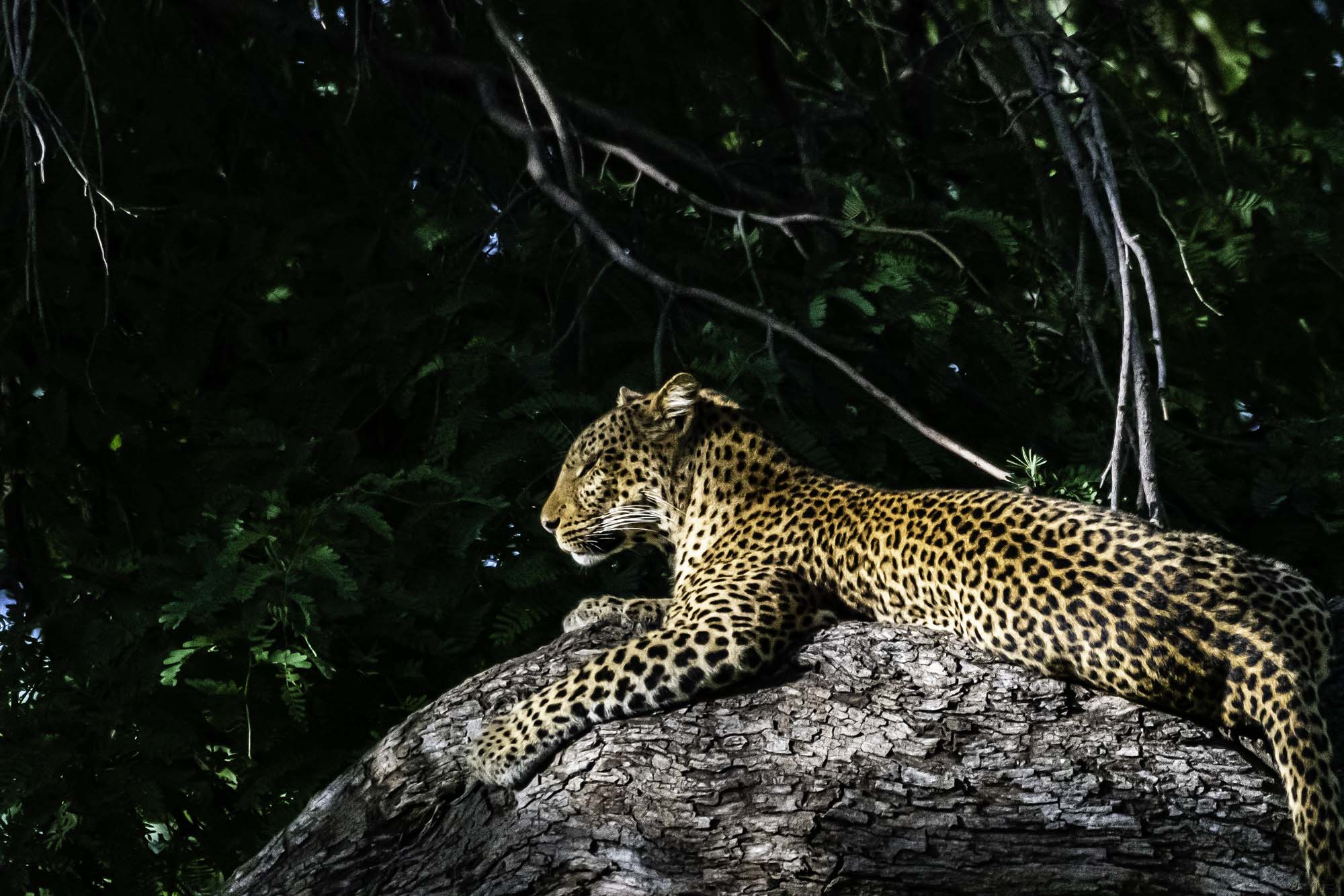  Leopard Cooling down in shade 