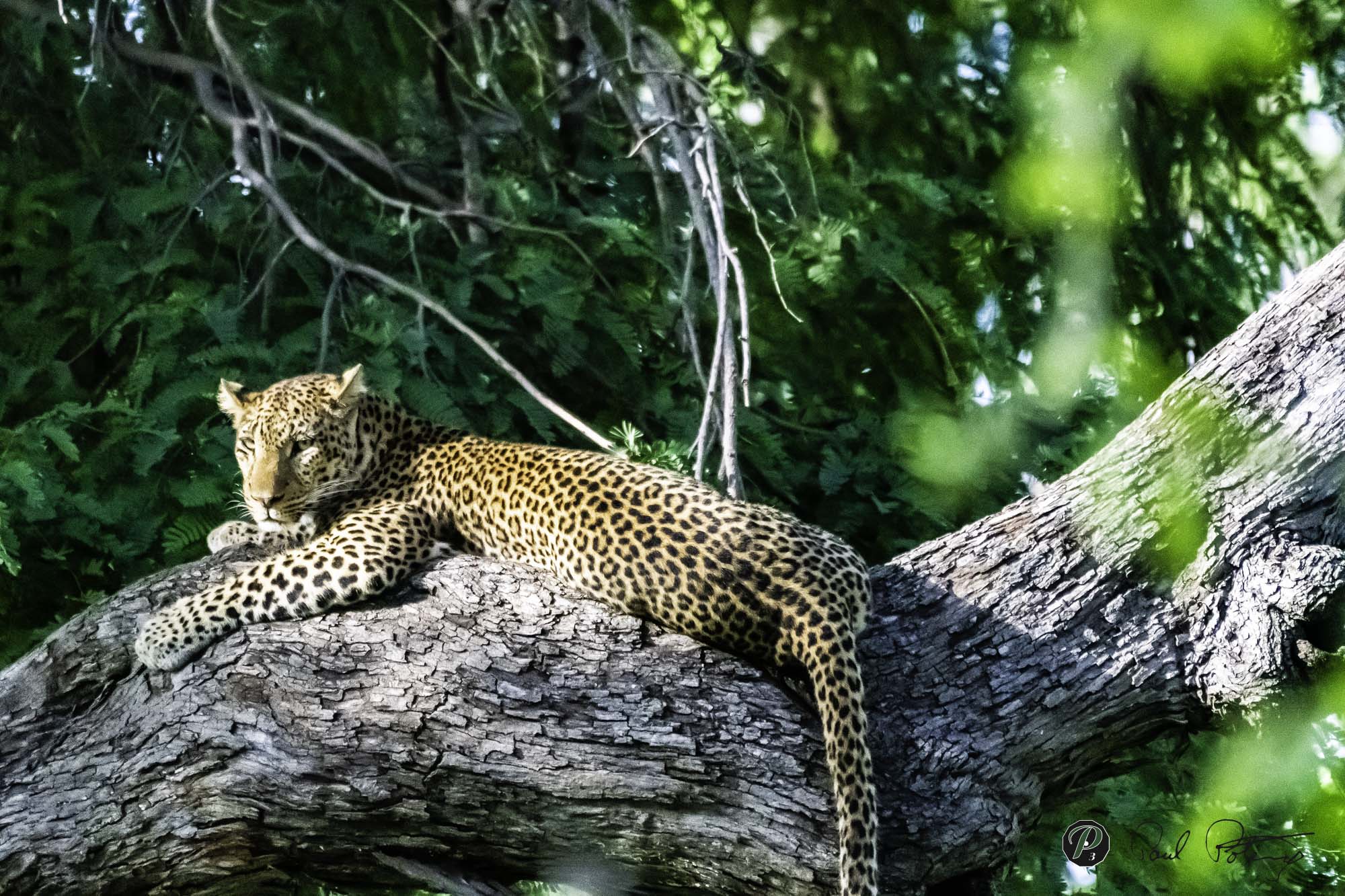 Leopard surveying the area 