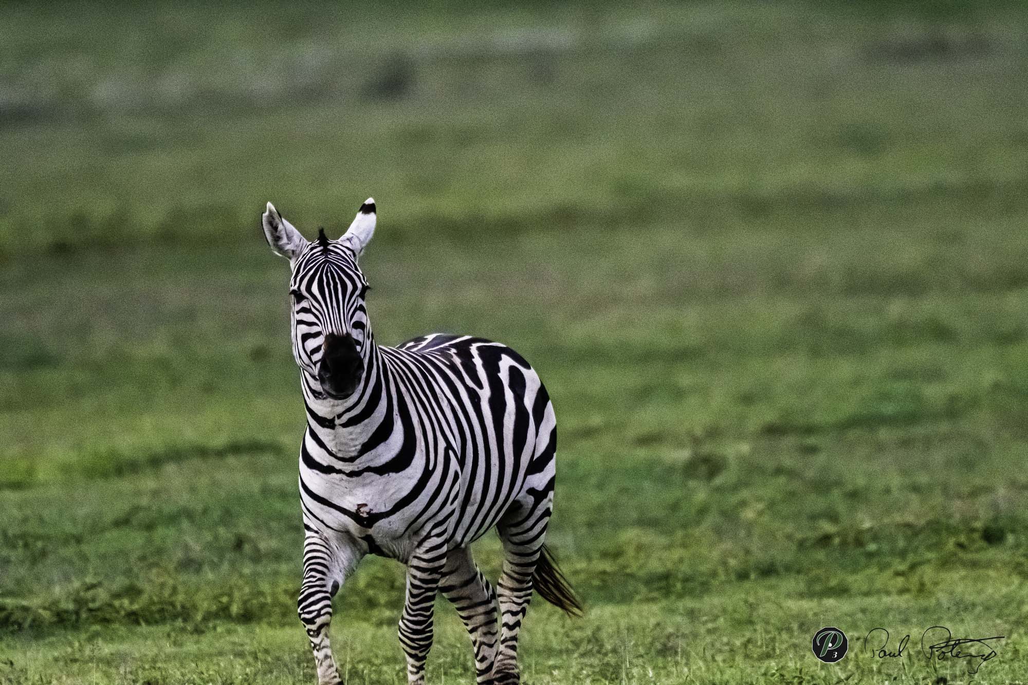  Young Zebra with scars 