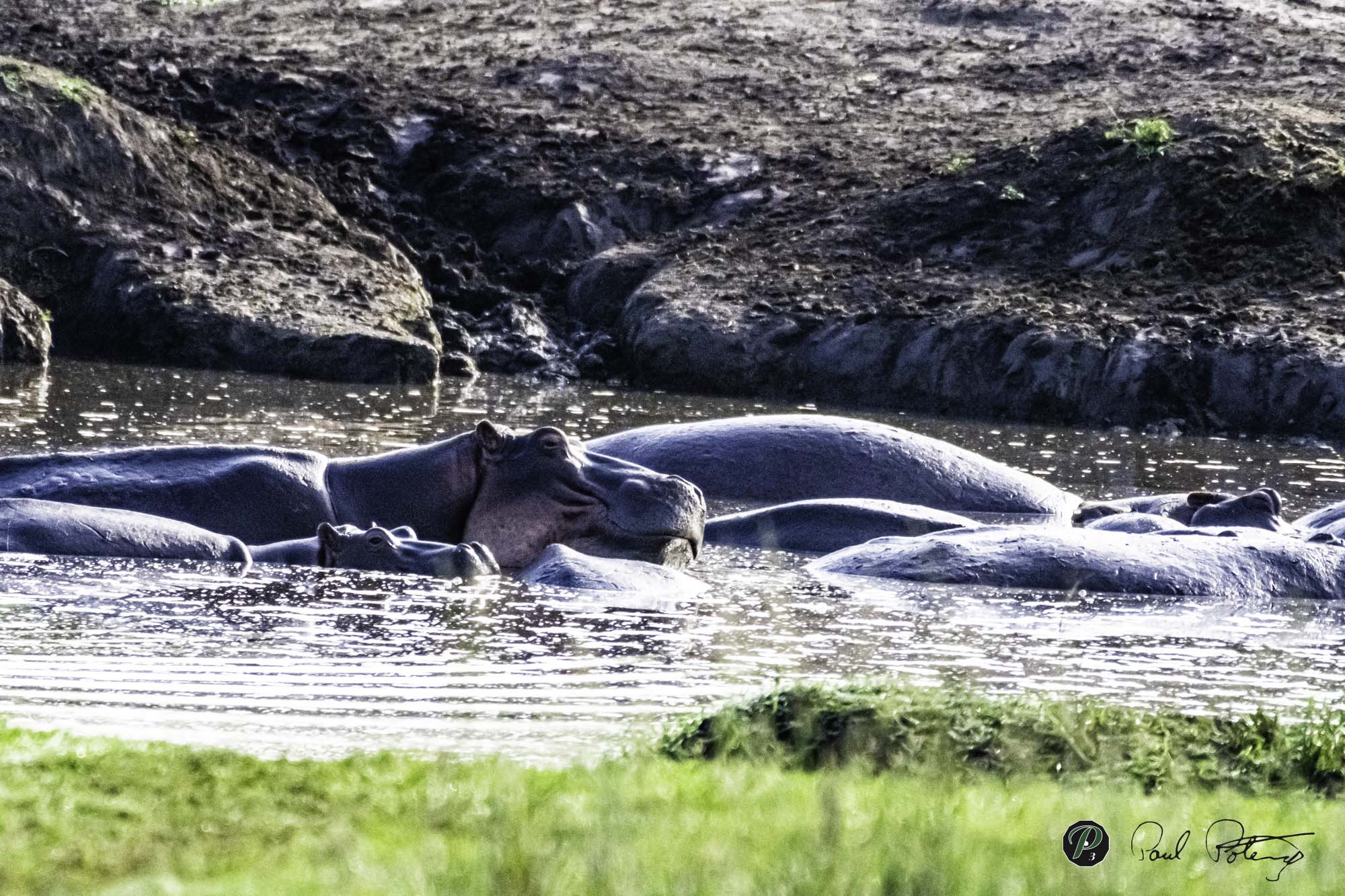  Hypo posturing for best place in pool 