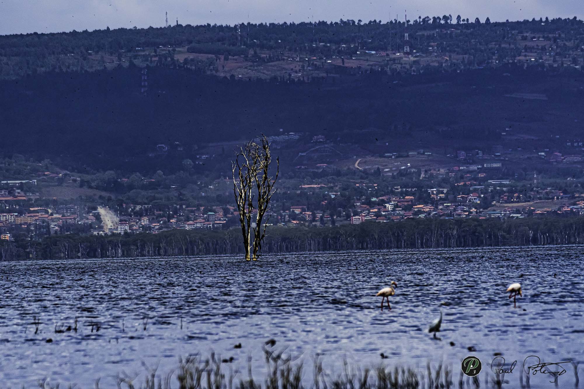  Tree surviving Salt Water 