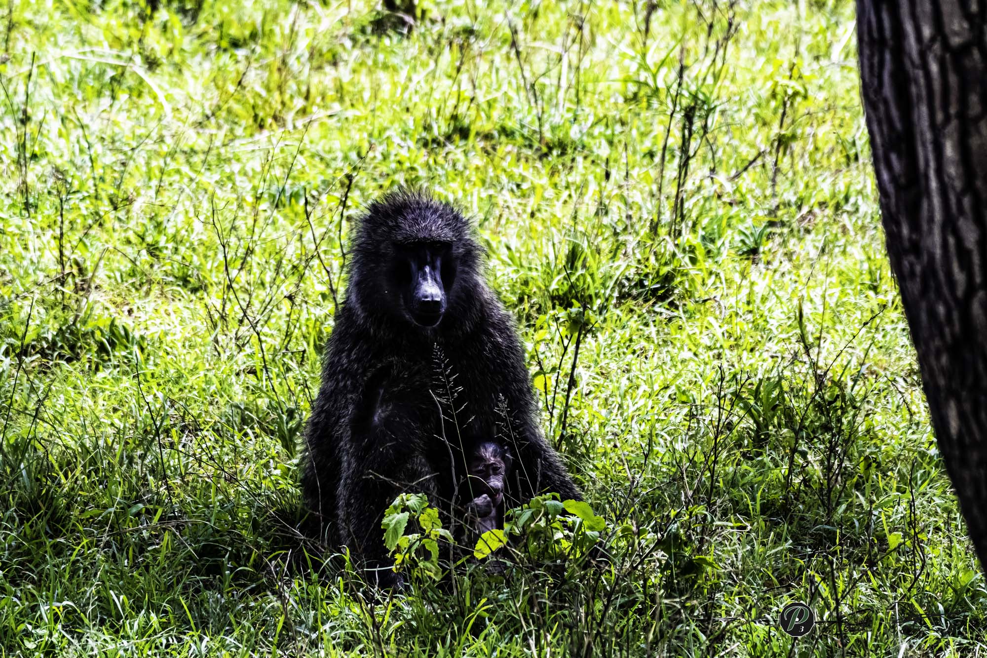 Mother baboon protecting her baby 