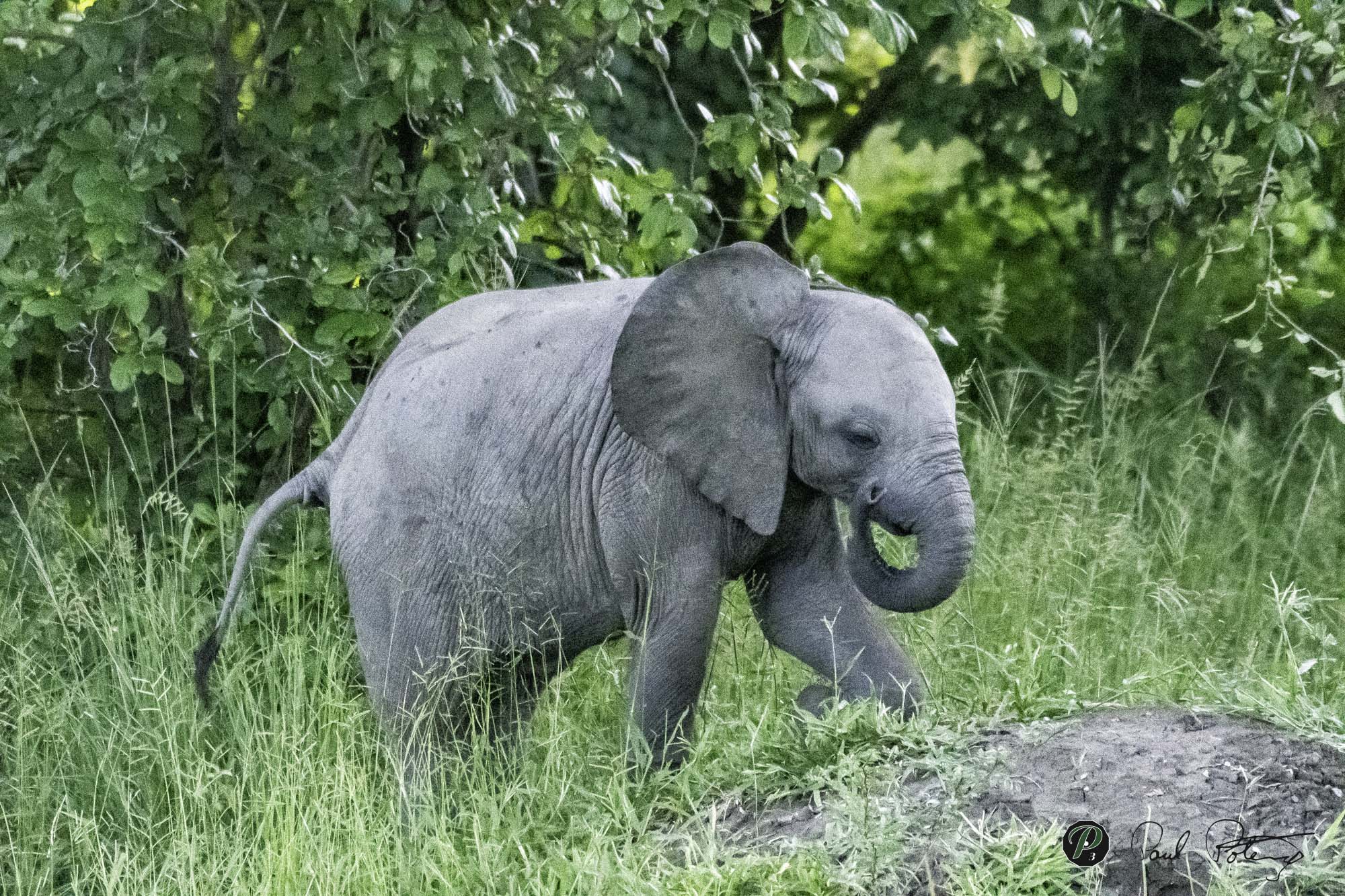 Young Elephant 