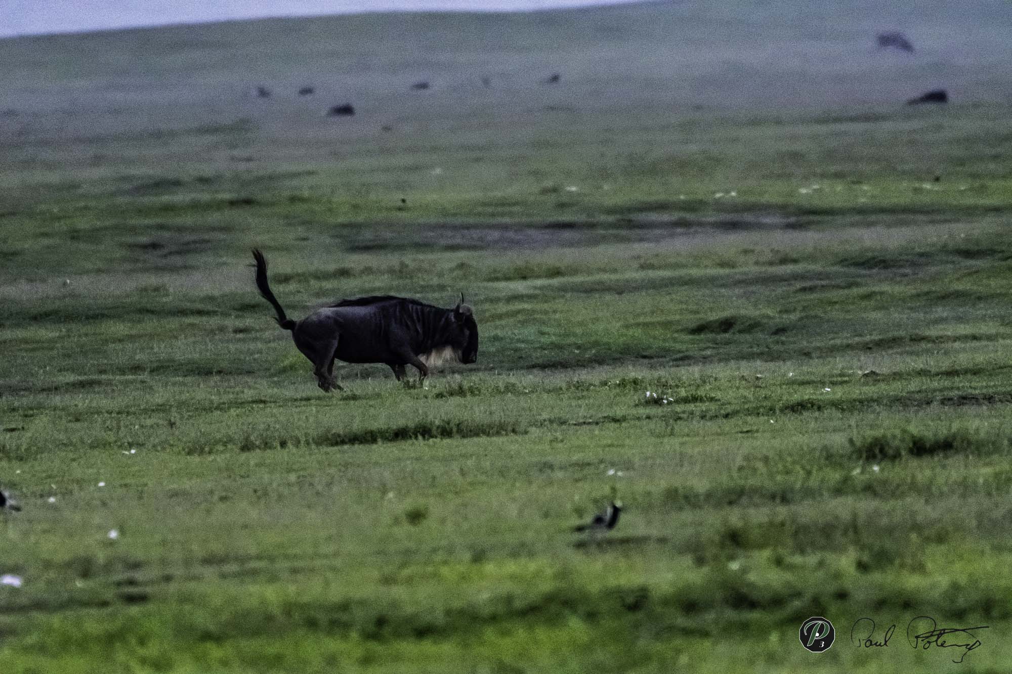  Wildebeest Dance 