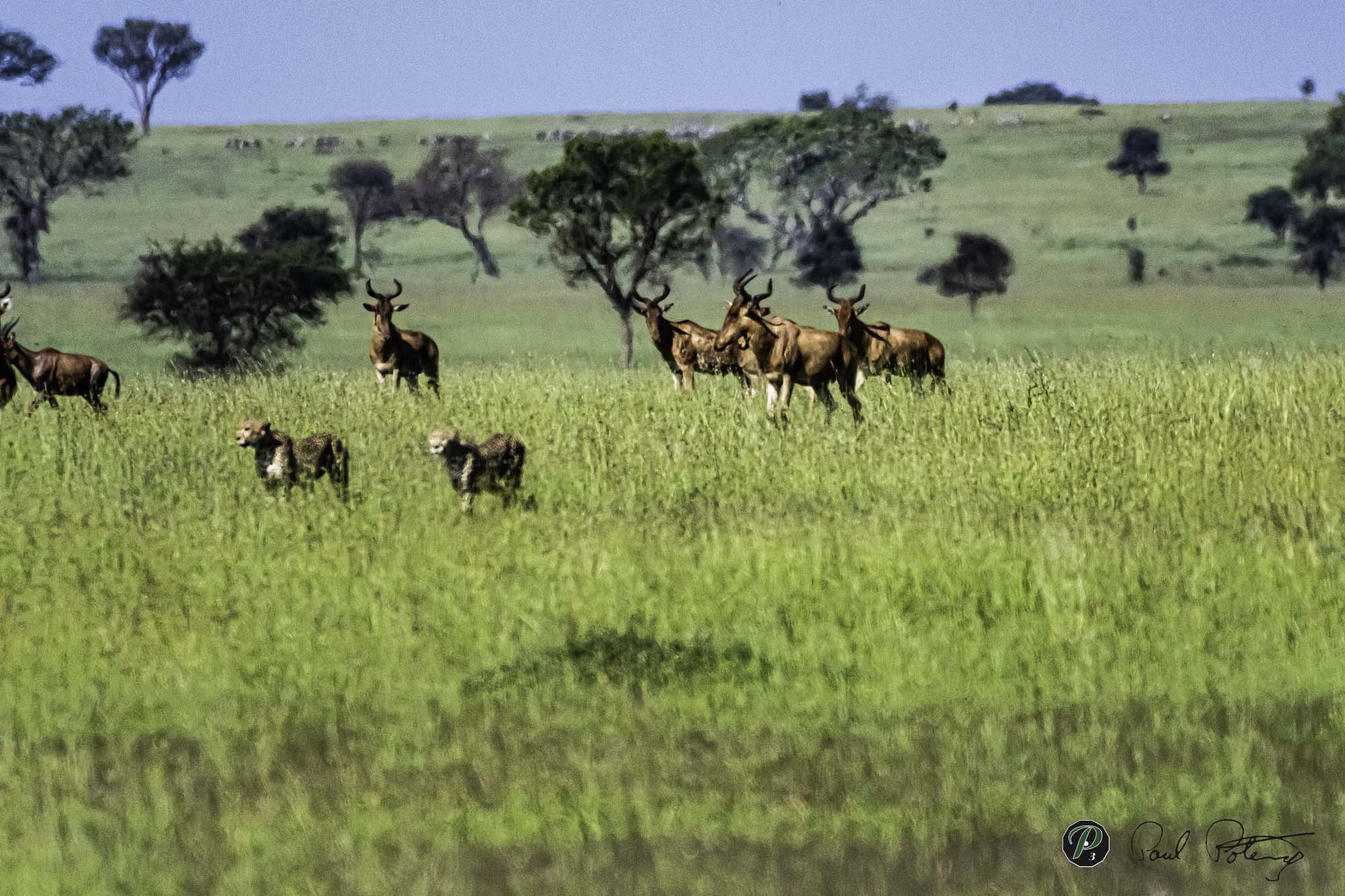  Cheetahs on the move 